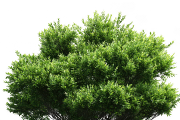 A tree with green leaves