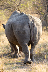 Obraz premium a white rhino walking away