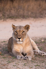 Obraz premium a big lioness early morning - close-up