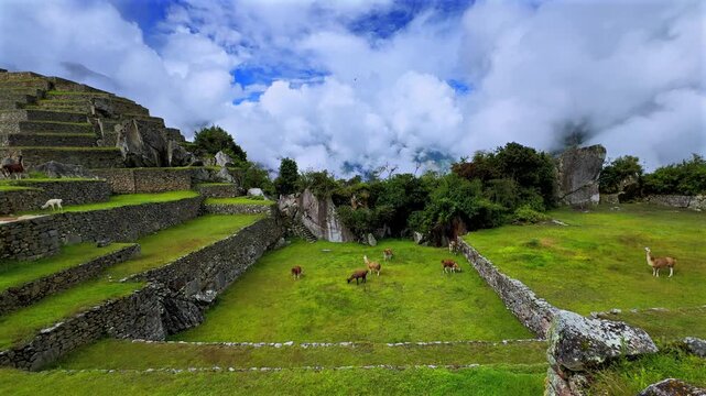 Machu Picchu highlands Llamas Alpaca wildlife tourist circuit landscape sunny fog cloudy morning Peru Per&uacute; rainy season Peruvian Andes terrace layers Inca Temple Sanctuary lush green jungle pan left