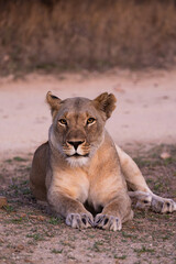 Fototapeta premium a big lioness early morning - close-up