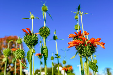 青空に向かって咲くオレンジ色のレオノチス