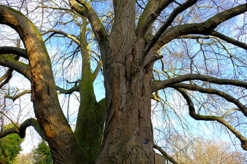 Fototapeta premium Low-angle view of a mature deciduous tree with thick textured bark and sprawling bare branches, lit by winter sunlight against a clear blue sky, highlighting age, strength, and natural form.