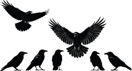 Obraz premium Raven bird silhouette set, flying and standing poses, black crow illustration, wildlife design, gothic nature animal collection