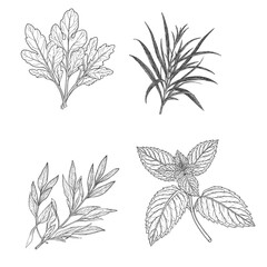 Basil and mint leaves, sprigs of tarragon and oregano, black and white sketch. Vector illustration. A set of kitchen herbs, isolated on a white background. © Vladimir