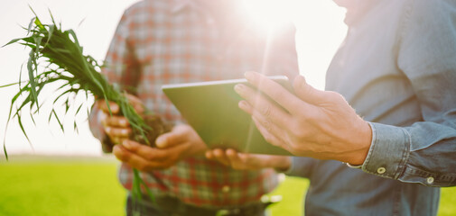 Two experienced farmers inspect young plants in a green field using a digital tablet. Agronomists work with a seedling before planting in a field. Concepts of harvest, gardening, and business. © maxbelchenko