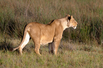 Naklejka premium Lionne