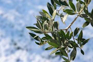 Branche d'olivier au soleil avec terrain enneig&eacute; en arri&egrave;re plan