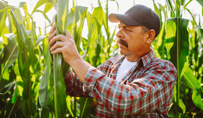 An experienced farmer in cap and a plaid shirt stands in a cornfield with clipboard. Agronomist, holding clipboard with notes, works and inspects tall plants. Concept of agriculture, business.
