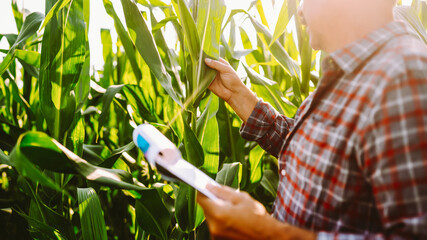 An experienced farmer in cap and a plaid shirt stands in a cornfield with clipboard. Agronomist, holding clipboard with notes, works and inspects tall plants. Concept of agriculture, business.