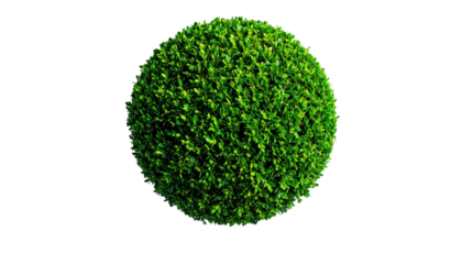 A vibrant, spherical bush composed of dense, green foliage