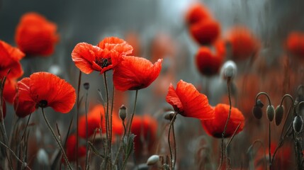Fototapeta premium Red flowers fill a field in spring showing their petals in bright colors. Soft morning light highlights their shapes creating a lively scene. Poppies stand out among green buds.