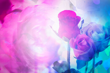 An abstract image of roses depicting love under the light effect.