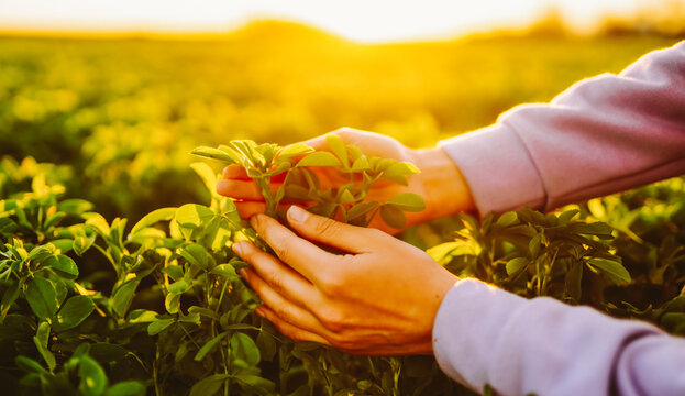 A woman's hand touches green alfalfa in a field at sunset. Close-up. A farmer inspects the crop's growth in the sun's rays. Conceptually related to agriculture, planting, or ecology.