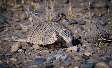 An armored armadillo captured in its natural habitat, diligently foraging amidst the dry, rocky ground, an emblem of resilience and survival in the wild