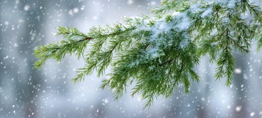 The evergreen branch dusted with snow and delicate flakes against a blurred winter background