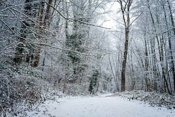 Neige en for&ecirc;t
