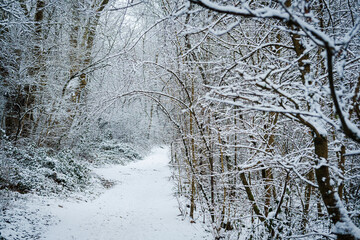 Neige en for&ecirc;t