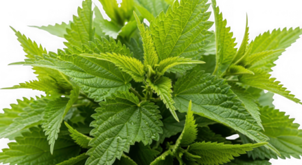 Green leaf cluster isolated on transparent background isolated on white background