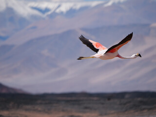 A vibrant Andean flamingo glides gracefully through the air against a backdrop of majestic mountains