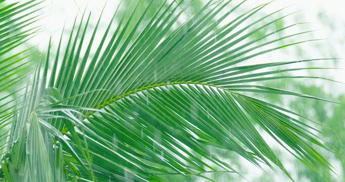 Coconut tree in rainy