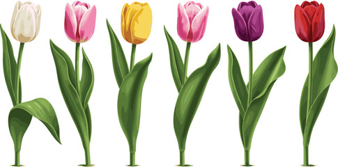 Colorful tulip flowers vector illustration set with spring blooms, green leaves, and elegant botanical elements isolated © MdShakib