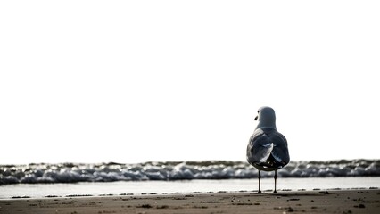 Seagull standing by the sea