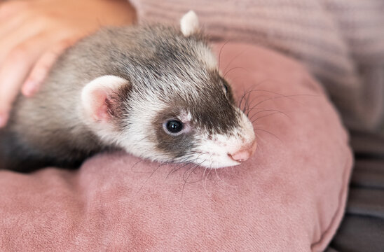 domestic ferret pet portrait, ferret face closeup; animal holded by human hand
