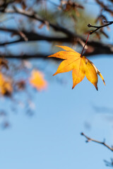 秋晴れのなか金色に輝く美しいフウノキの葉