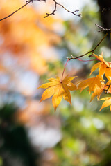 秋晴れのなか金色に輝く美しいフウノキの葉