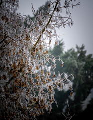 snow covered branches