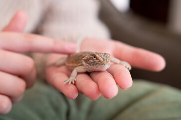 Baby of bearded agama dragon on hands taming at home