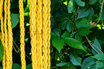 Yellow braided rope is draped against rich green foliage in a sunny garden setting.