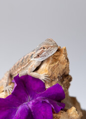 baby agama lizard isolated on a white background