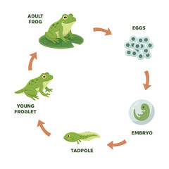 Life cycle of a frog from eggs, embryo, tadpole and young froglet to adult frog