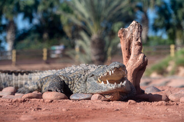 A crocodile basks on warm rocks while surrounded by palm trees in Morocco.