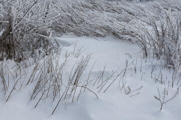 Abstract winter shot with bushes
