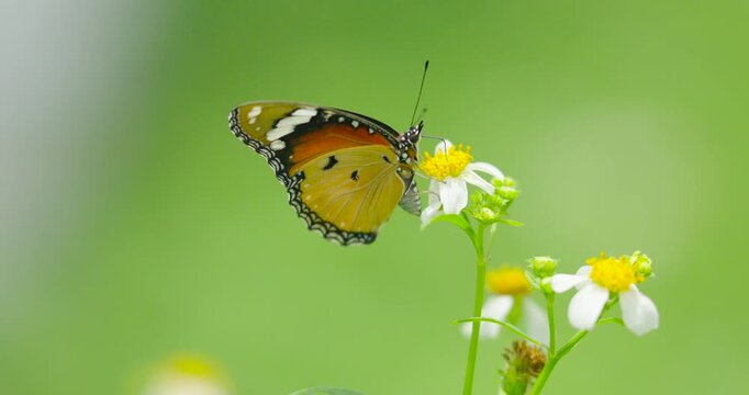 butterfly on a flower