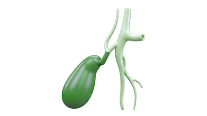 3D Model of Gallbladder and Bile Ducts