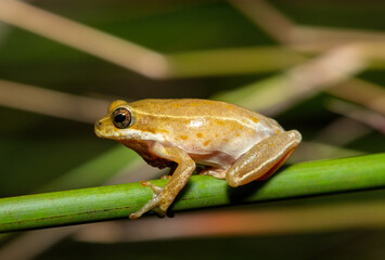 Obraz premium A cute painted reed frog (Hyperolius marmoratus taeniatus), also known as a marbled reed frog, in a wetland in St Lucia, South Africa