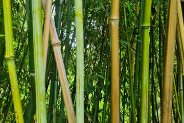 Obraz premium Dense Bamboo Grove in Lush Greenery for Nature and Zen Themes