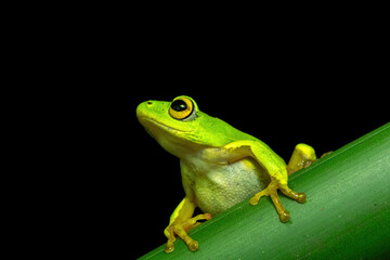 Obraz premium A gorgeous green Tinker Reed Frog (Hyperolius tuberilinguis) perched on dense vegetation, ready to jump. St Lucia, KwaZulu-Natal, South Africa. Against a black background