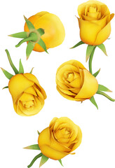 Yellow Rose Flower