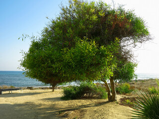 Beautiful landskape, palm trees and sun loungers at luxury resort