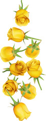 Falling Yellow Rose Flower