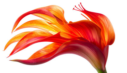 Parrot’s beak flower with fiery red and orange curved petals, dynamic organic shape, vibrant exotic aesthetic, high-resolution studio photography style, isolated on transparent background, PNG