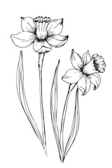 Black and white hand drawn daffodil flowers illustration. Botanical spring narcissus with long leaves, elegant ink line art, vintage floral sketch for decor, wedding, branding and stationery.