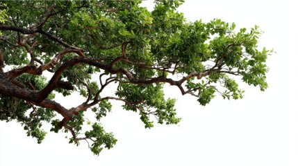 Fototapeta premium A tropical tree exhibits its branches filled with green leaves extending towards an open and bright sky. Sunlight shines through the foliage highlighting the beauty of nature.