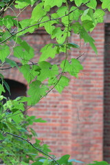 レンガの壁とツタ