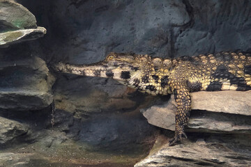 Nile Crocodile Resting on Rocky Surface in Natural Habitat
